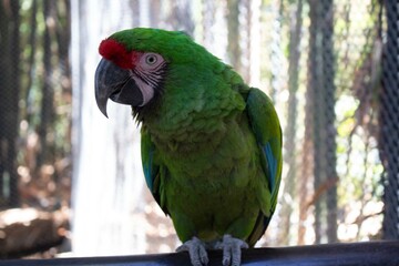green winged macaw
