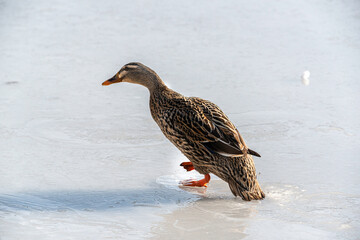 duck on ice