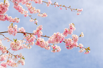 Pink cherry blossom over fantastic blue sky in Vancouver, Canada.