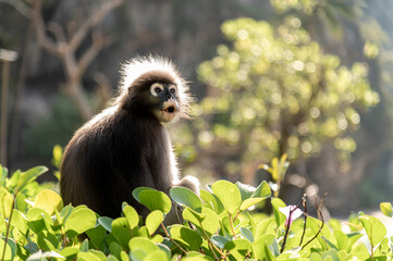 Dusky leaf monkey or Glasses langur eat morning groly at Tonsai Beach, krabi , thailand