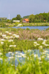 Vertical landscape with cow parsley and farm house of island and nature reserve Tiengemeten Hoeksche Waard n South Holland in The neteherlands