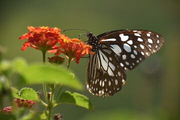 Butterfly on flower