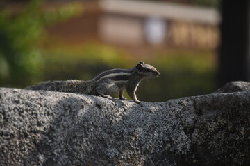 squirrel on the wall. India