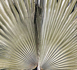 Close up Silver Pam Tree