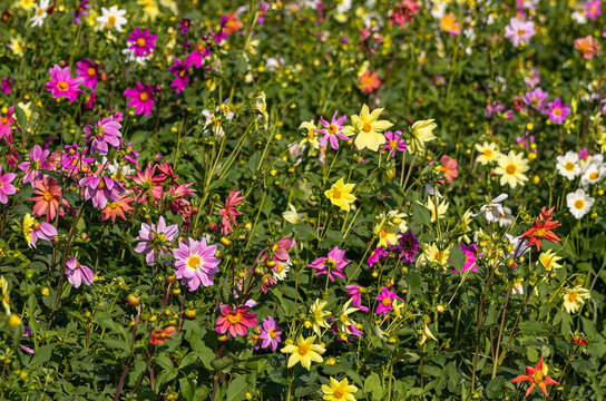 Dahlia Pinnata flowers in a garden © YK