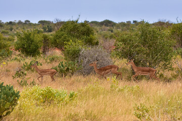 Safari in the African savannah. Male and female impala antelopes run across the savannah.