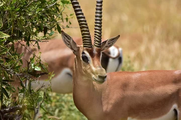 Poster Safari in the African savannah. Impala antelope in the National Park. © Vlad