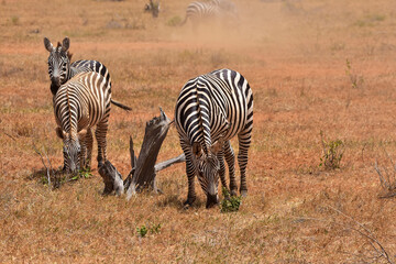 Fototapeta na wymiar Safari in the African savannah. Zebras in the National Park of Kenya.