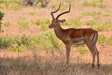 Naklejka na ściany i meble Safari in the African savannah. Impala antelope in the National Park.