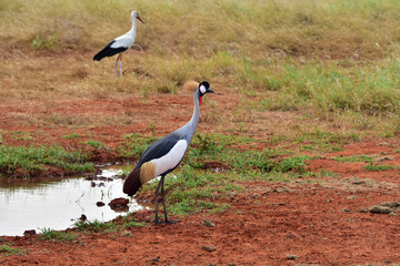 Safari in the African savannah. African crowned crane (Balearica pavonina).