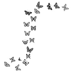 flying butterflies silhouette on white background, isolated vector