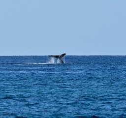 Fototapeta premium Humpback Whale