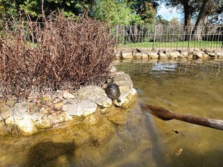 Schildkröten beim Sonnen
