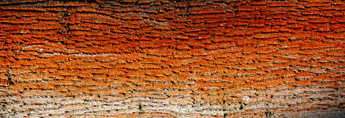 Colorful red and orange ancient forest tree trunk bark covered with lichen, Germany, closeup, details.
