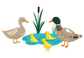Illustration of duck family with ducklings in the pond