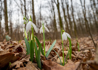 Snowdrops sprouting in February 2022