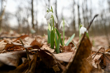 Snowdrops sprouting in February 2022