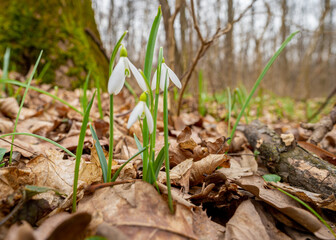 Snowdrops sprouting in February 2022