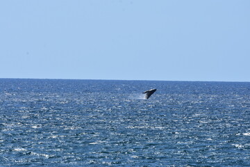 Humpback Whale