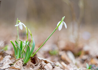 Snowdrops sprouting in February 2022
