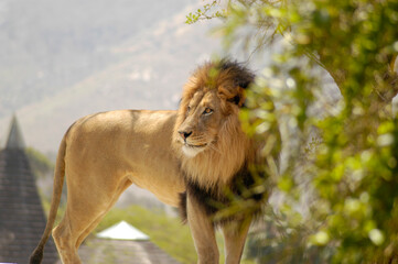 This big male lion with a beautiful mane stands on high ground to get a good view of his domain and...
