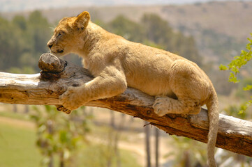 Young African lion cub clings to a tree branch to balance himself from falling.