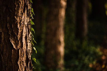 Ray of golden light on a tree with running ivy