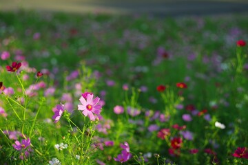 美しいコスモスの花に癒される