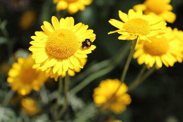 Färberkamille und ein Marienkäfer