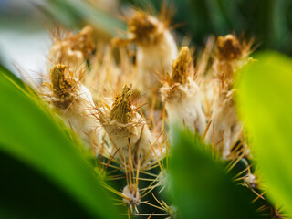 Cactus flowers with seeds in detail.