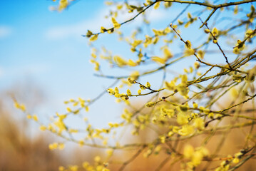 Catkins on a Willow twig against a blue sky during spring