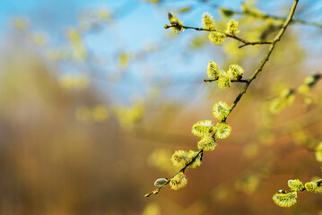 Catkins on a Willow twig against a blue sky during spring