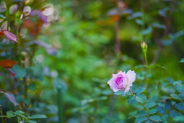 沢山の緑の中に１つだけ咲いた紫の薔薇の花が美しくて癒される