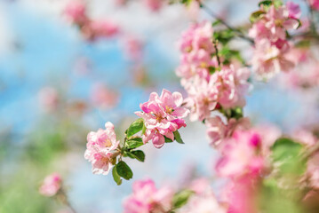 Pink apple blossoms on a blue sky background. Spring background