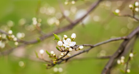 Spring background with white flowers. A blooming garden.