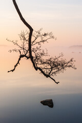 Tree branch in front of misty lake