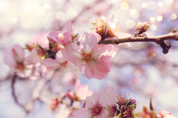 background of spring cherry blossoms tree. selective focus