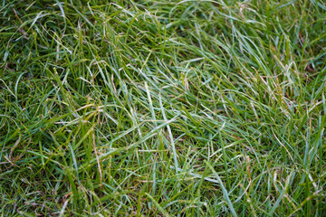Close up of long green grass 
