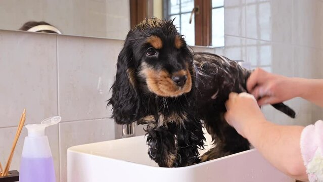 A small black Cocker Spaniel puppy bathes in the bathroom. The Little Girl looks after and washes the pet. 4k live style video. High quality footage. Copy space