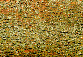 Colorful old forest tree trunk bark covered with lichen, Germany, closeup, details