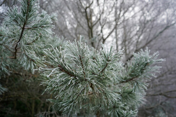 Close up of frost covered pine needles in winter 