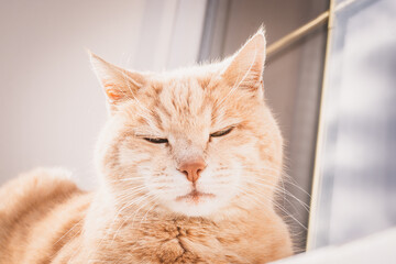Katze ruht sich auf der Fensterbank aus