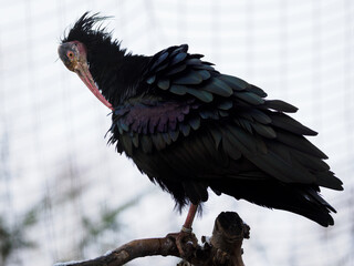 Ibis rock ibis bred in captivity.