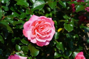 Pink rose