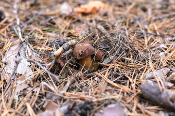 Beautiful edible mushroom in a pine forest