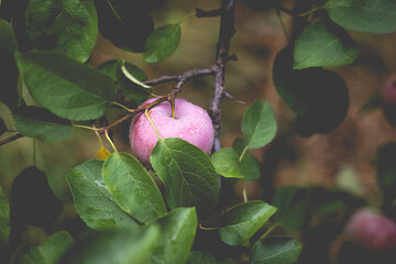 Beautiful view of the apple tree in the morning after the rain. Raindrops on an apple.