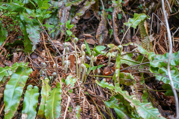 Close up of mossy undergrowth in woodland 