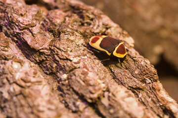 Congo goldenrod spotted beetle on pine bark.