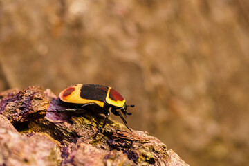 Congo goldenrod spotted beetle on pine bark.