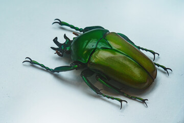 Steamed exotic beetle coloured on white paper.
